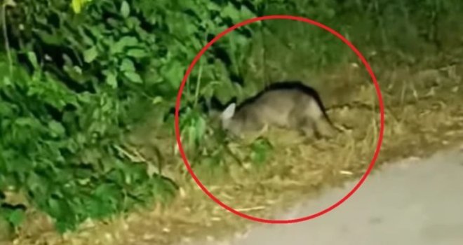 Misteriozna životinja snimljena u Srbiji: ‘Dogodilo se brzo, pogledao sam snimku i šokirao se!’