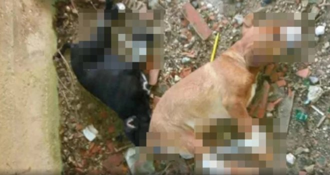Ubijeni na monstruozan način: Blizu Sarajeva pronađeni psići sa svezanim šapama i njuškom