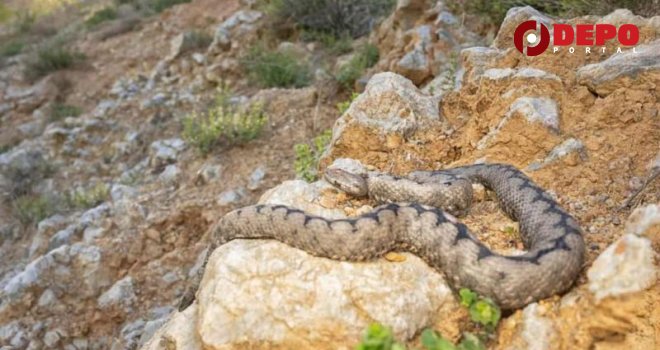 Sezona zmija je tu, a ugriz poskoka može biti i smrtonosan: Osigurane dovoljne količine protuotrova
