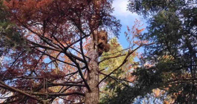 U naselju Podgrab kod Pala pronađen mrtav medvjed kako visi na drvetu