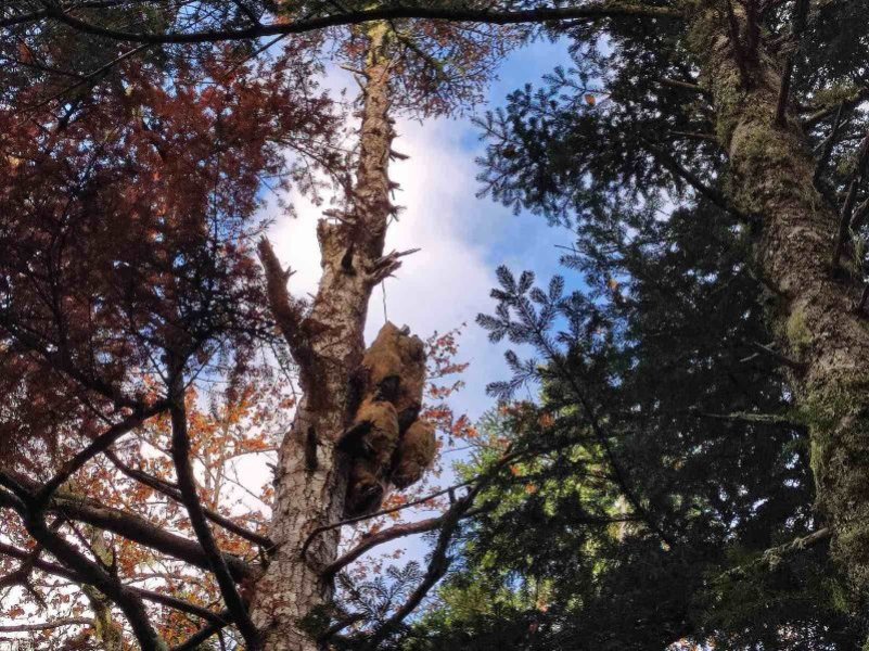 mrtav-medvjed-na-drvetu-u-naselju-podgrab-kod-pala2 mrtav-medvjed-na-drvetu-u-naselju-podgrab-kod-pala2