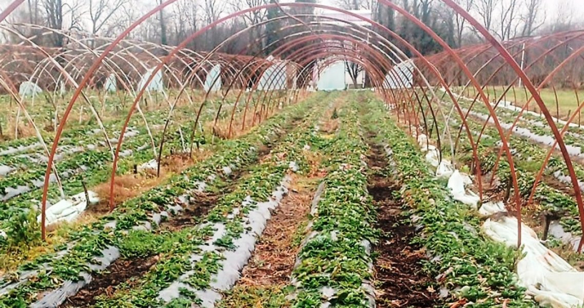 zlatko-prgic-plastenik-s-jagodama