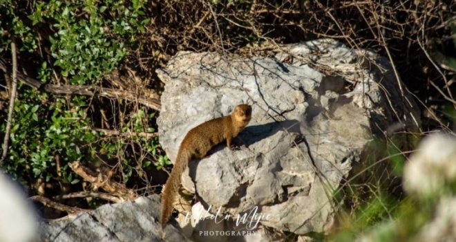 Ekološka katastrofa u najavi: Mungos snimljen u Hutovom blatu