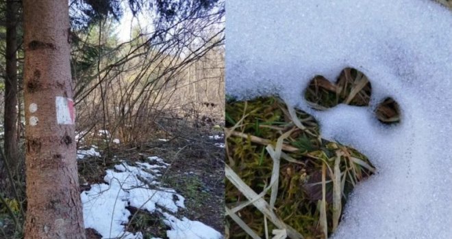 Upozorenje za stanovnike sarajevskog naselja: Medvjedica s mladima sišla do Jarčedola, OVO nemojte raditi 