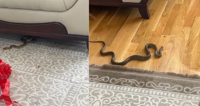 Horor u BiH: Sjela na kauč da predahne, a onda ugledala zmiju od metra kako joj gmiže prema nozi