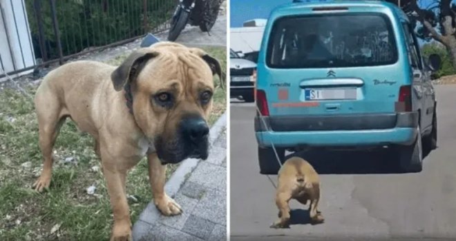 Snimci iznemoglog psa uznemirili javnost: Uhapšen vozač koji ga je vezao za automobil i vukao po cesti! 