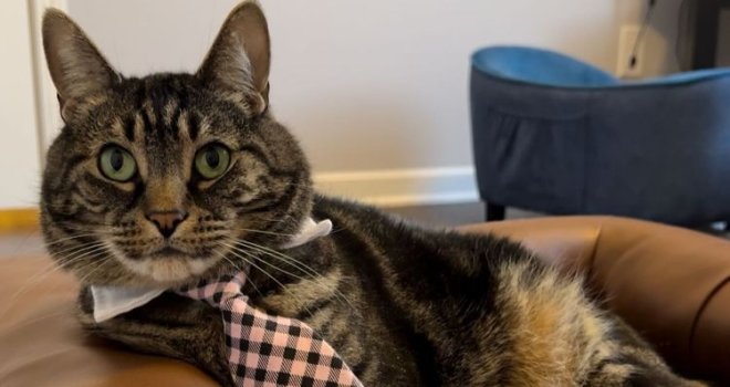 Milo The Chonk: Mačak koji sebe vidi kao centar svijeta i gospodara svemira