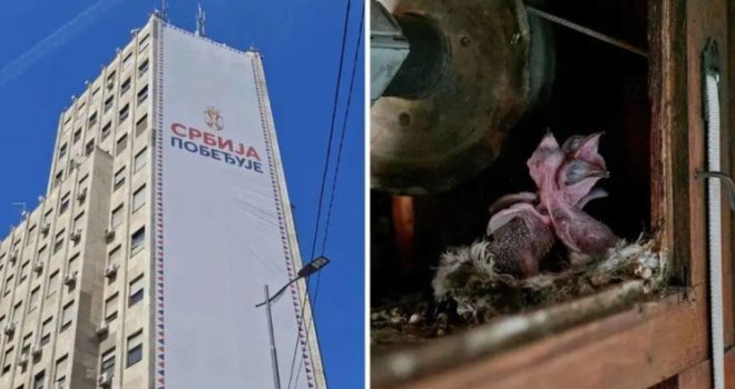 Mladunci strogo zaštićene vrste umiru zbog Vučićevog bilborda u Beogradu: U toku protesti i akcija uklanjanja