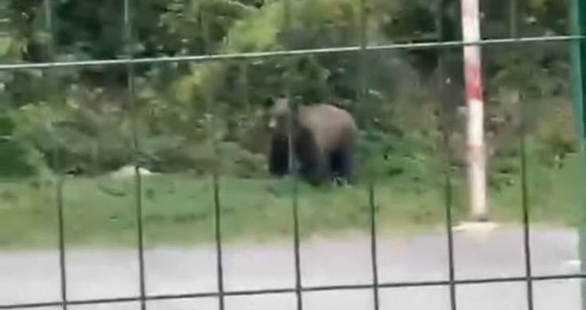 Medvjed snimljen kod Tarčina u blizini škole: Građani zabrinuti zbog učestalih pojavljivanja