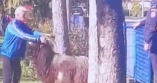 Nevjerovatne scene: Jarac blokirao ulaz na biračko mjesto kod Banje Luke